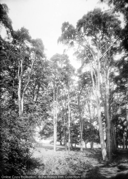 Photo of Market Drayton, Buntingsdale, Firs 1911