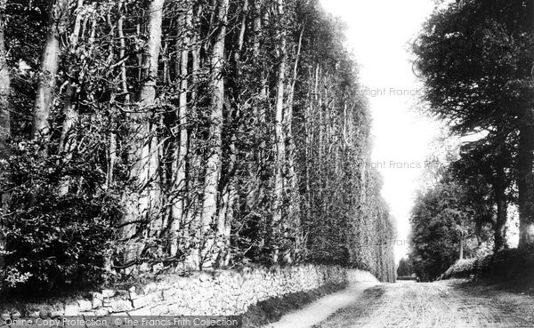 Photo of Meikleour, Beech Hedge 1900