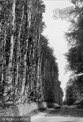 Beech Hedge 1900, Meikleour