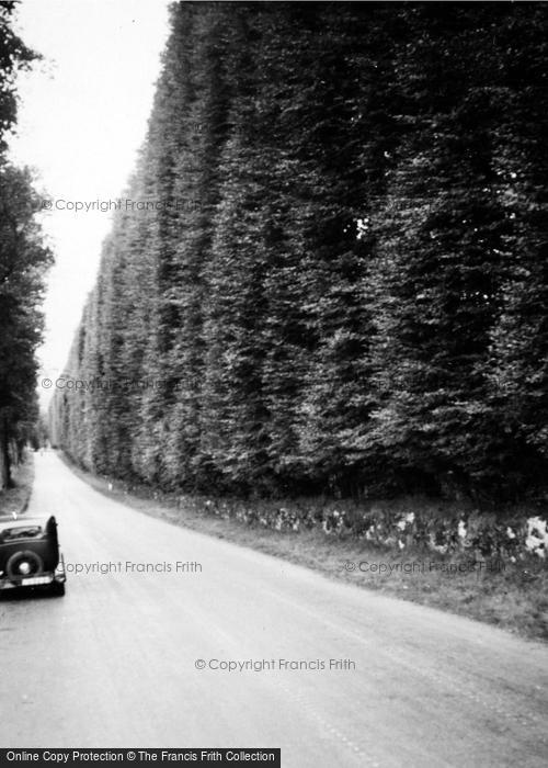 Photo of Meikleour, The Beech Hedge c.1935