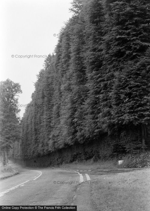 Photo of Meikleour, The Beech Hedge c.1964