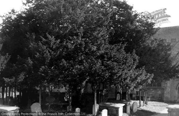 Photo of Melksham, Old Yew Tree In St Michael's Churchyard c.1955