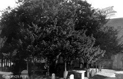 Old Yew Tree In St Michael's Churchyard c.1955, Melksham