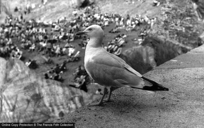 Photo of Mevagissey, Gull c.1955