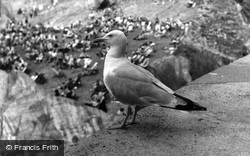 Gull c.1955, Mevagissey