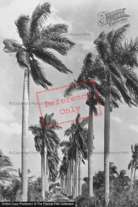 Photo of Miami, Avenue Of Royal Palms c.1930