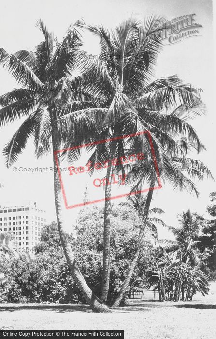Photo of Miami, Bayfront Park, Coconut Palms c.1930