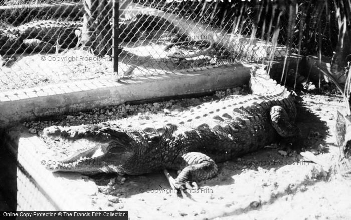 Photo of Miami, Crocodile Billie Of Century Of Progress c.1933