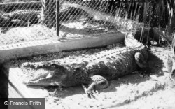 Crocodile Billie Of Century Of Progress c.1933, Miami