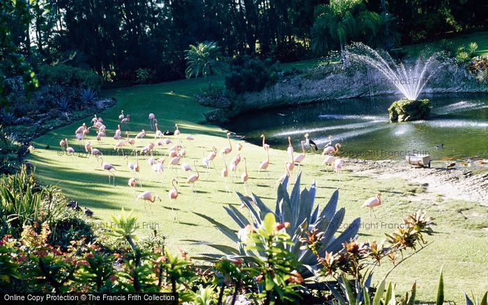 Photo of Miami, Flamingos 1982