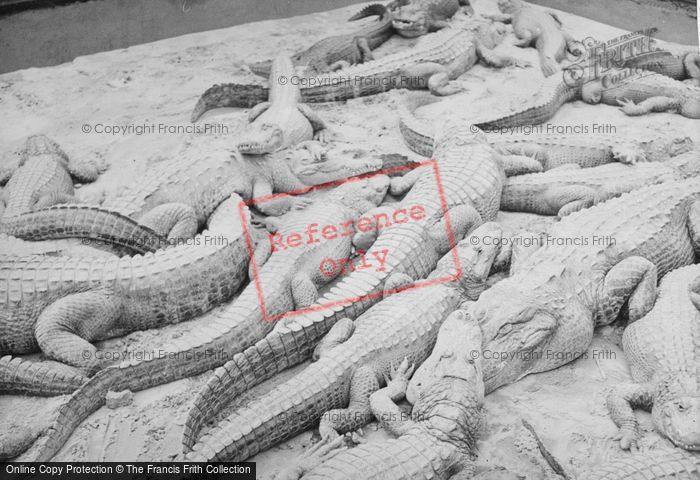 Photo of Miami, Musa Isle, Alligators c.1935