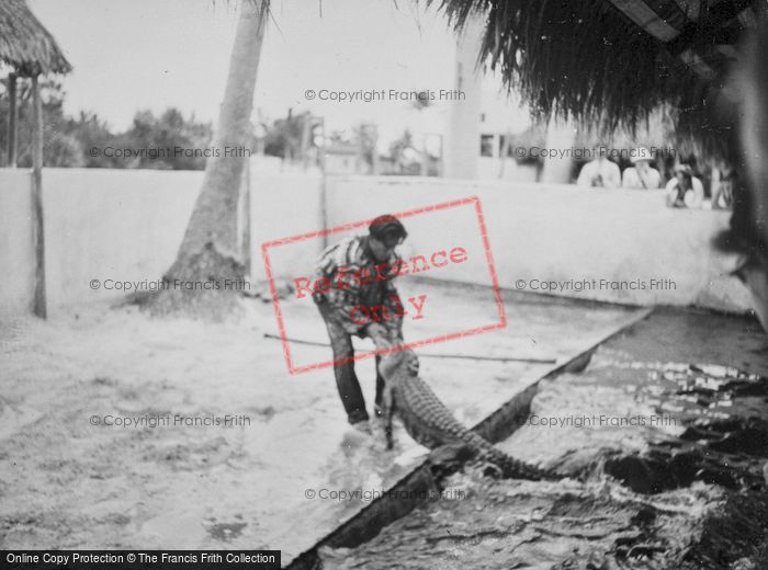 Photo of Miami, Musa Isle, Seminole Man With Alligator c.1935