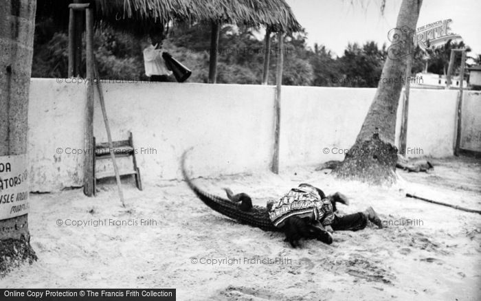 Photo of Miami, Seminole Alligator Wrestler c.1935
