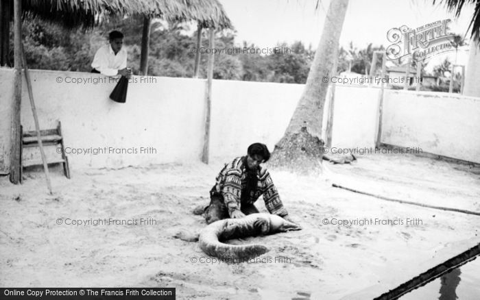 Photo of Miami, Seminole Alligator Wrestler c.1935