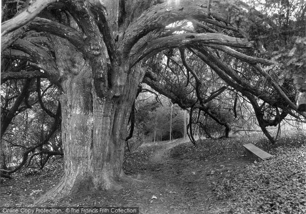 Photo of Mickleham, Druids Grove, Norbury Park 1932