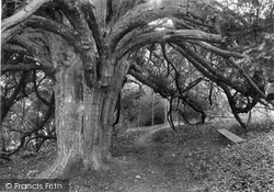 Druids Grove, Norbury Park 1932, Mickleham