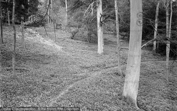 Photo of Mickleham, Druids Grove, Norbury Park 1932