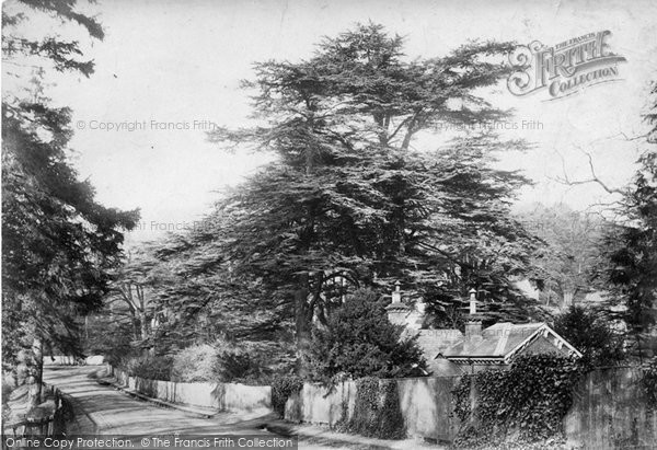Photo of Mickleham, Juniper Hall Cedar Trees 1906
