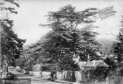 Juniper Hall Cedar Trees 1906, Mickleham