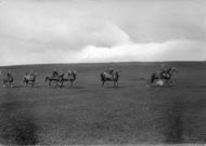 Race Horses On Moor 1914, Middleham