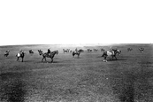 Race Horses On The Moor 1914, Middleham