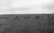 Race Horses On The Moor 1914, Middleham