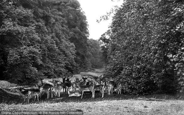 Photo of Midhurst, Cowdray Park, Deer In Lime Tree Bottom 1921