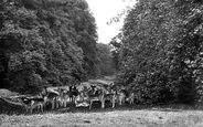 Cowdray Park, Deer In Lime Tree Bottom 1921, Midhurst