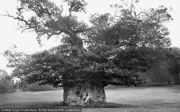 Photo of Midhurst, Cowdray Park, Queen Elizabeth's Oak 1921