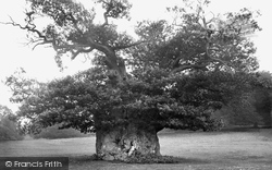 Cowdray Park, Queen Elizabeth's Oak 1921, Midhurst