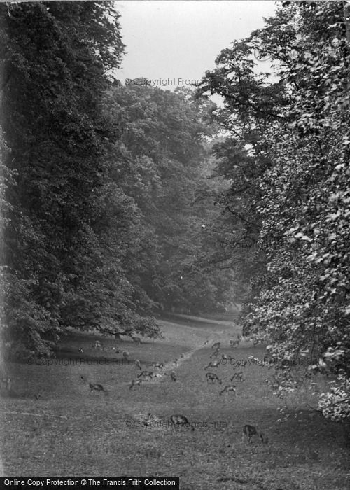 Photo of Midhurst, Deer In Cowdray Park 1921