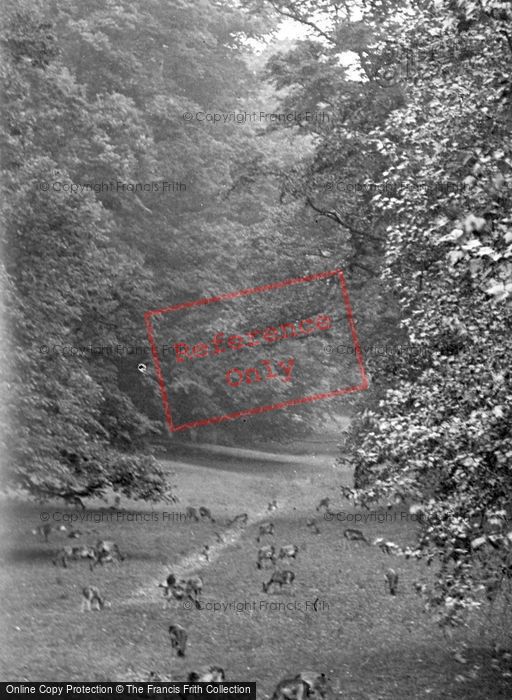 Photo of Midhurst, Deer In Cowdray Park 1921