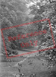 Deer In Cowdray Park 1921, Midhurst