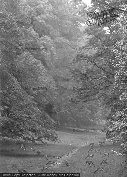 Photo of Midhurst, Deer In Cowdray Park 1921