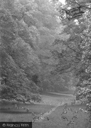 Deer In Cowdray Park 1921, Midhurst