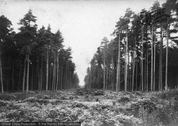 Photo of Midhurst, The Pinewoods 1912