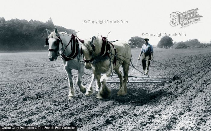 Photo of Milford, Farming With Horses c.1955