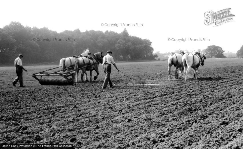 Milford, Farming with Horses c1955