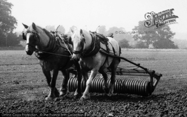 Photo of Milford, Rolling A Field Using Horses c.1955