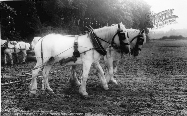 Photo of Milford, Working Horses c.1955