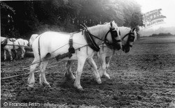 Working Horses c.1955, Milford