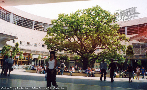 Photo of Milton Keynes, Old Oak Tree In New Midsummer Place 2005