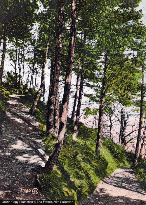 Photo of Minehead, Path Through Pinewoods 1905