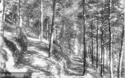 Pine Walk, North Hill 1900, Minehead
