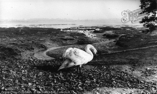 Photo of Mistley, The Swans c.1955