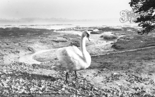 Photo of Mistley, The Swans c.1960