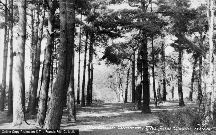 Photo of Mortimer Common, The Pine Woods c.1955