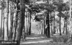 Mortimer Common, The Pine Woods c.1955, Mortimer