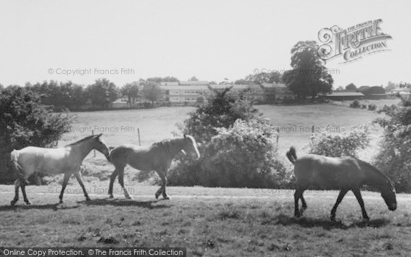 Photo of Mottingham, Riding Stables c.1960