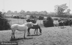 Riding Stables c.1960, Mottingham